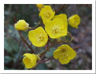 Flowers of CA &AZ