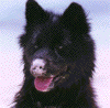 [Lucy Dog]